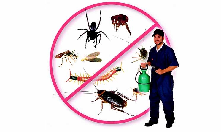 Dịch vụ kiểm soát côn trùng
